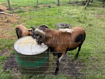 3 mature breeding ewes and 1 mature breeding male Ewes 450 each. Ram 700 Package for 1800 Call Art 2...
