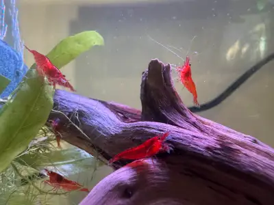  Vibrant Red Cherry & Orange Pumpkin Shrimp for Sale – B, View more