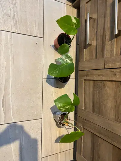 Monstera mint albo, View more