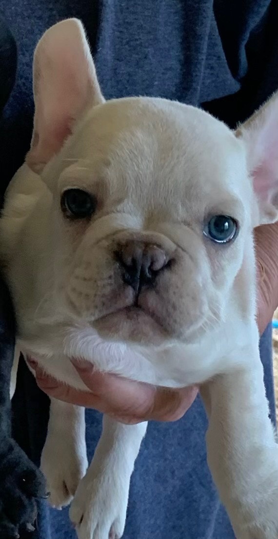 French bulldog puppies Frenchies READY TO PICK UP TODAY ! Dogs