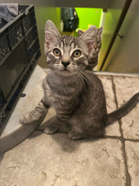 Grey Tabby Kitten