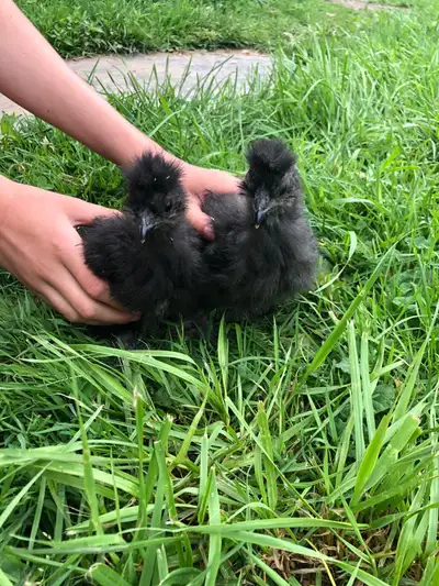 Silkie  Chicks, View more