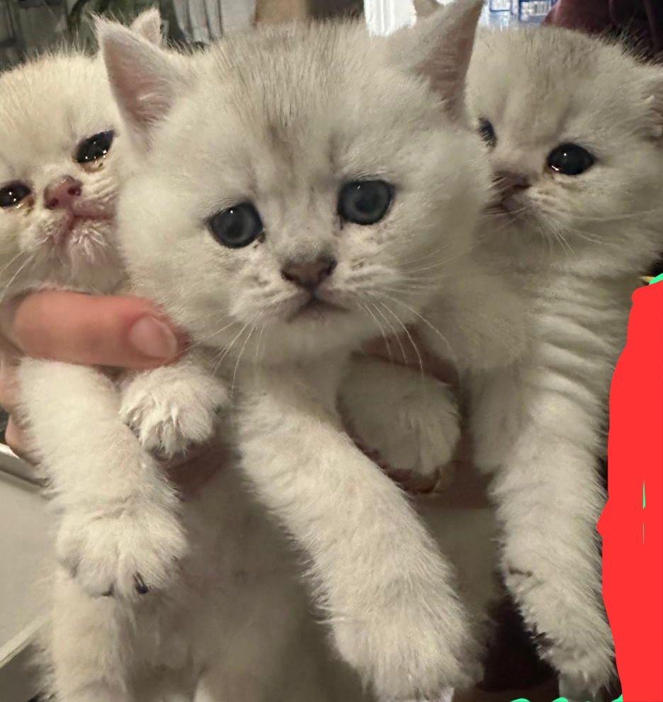 British Shorthair Kittens | Cats & Kittens for Rehoming | Oakville ...