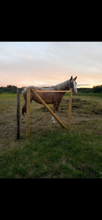 Appaloosa mare