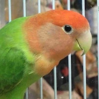 Opline red headed lovebird Kawartha Lakes Peterborough Area Preview