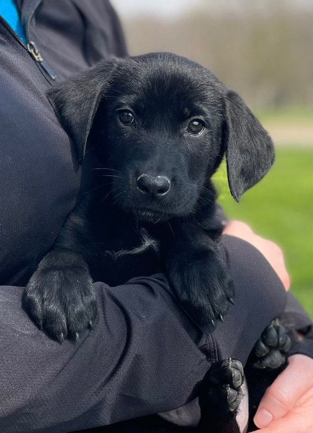 GERMAN SHORT-HAIR POINTER x GERMAN SHEPHERD PUPPIES  in Dogs & Puppies for Rehoming in Stratford