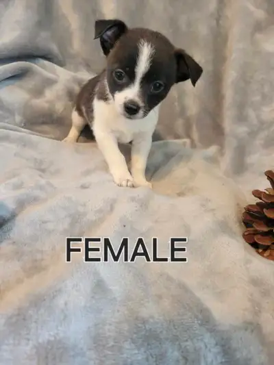 1 FEMALE LEFT -PomChi Pups, View more