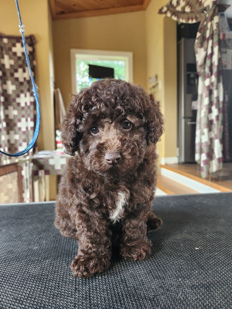 Toy Poodle Puff puppies Dogs & Puppies for Rehoming Ottawa Kijiji