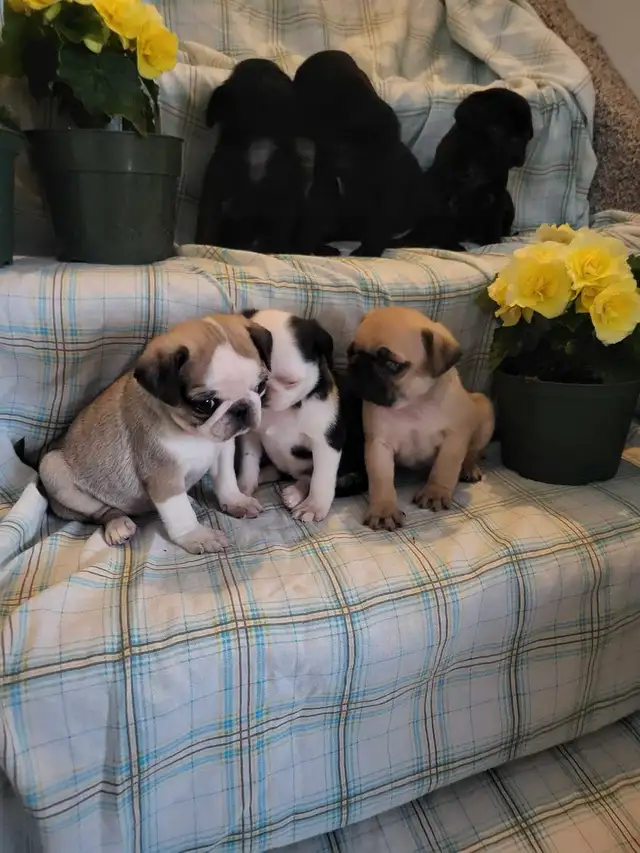 pug  puppies ! in Dogs & Puppies for Rehoming in Stratford - Image 3