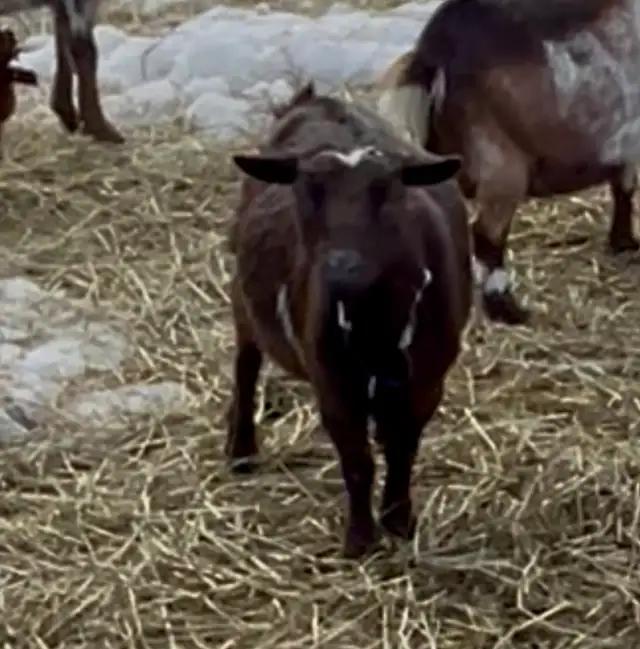 Nigerian Dwarf Doe Polled  in Livestock in Edmonton - Image 3