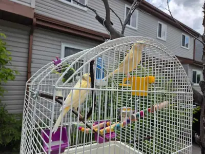Canaries for sale, View more