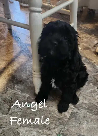 Cockapoo Teddybear Puppy’s, View more