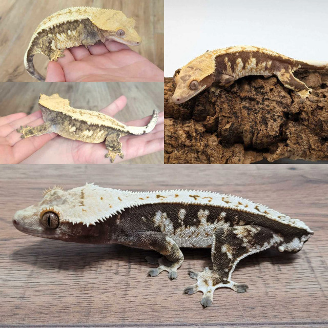 Proven Crested Gecko Trio in Reptiles & Amphibians for Rehoming in Ottawa