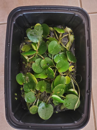 Frogbit Aquarium Plants