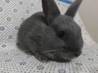 Gray Baby Bunny 