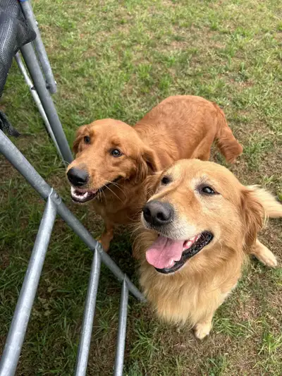 Golden Retriever Ready Dec 22nd, View more