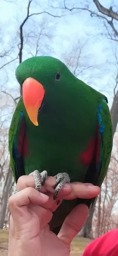 FS - Male Eclectus Parrot, View more