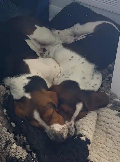 Two Basset Hound Puppies 4 Sale (Brother/Sister), View more
