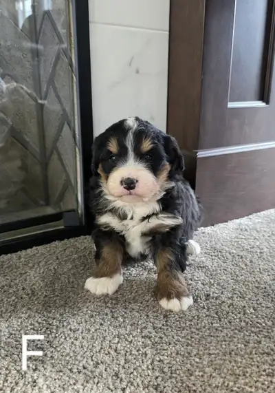 Beautiful medium bernedoodle puppies looking for their forever home. Their playful, friendly, loving...
