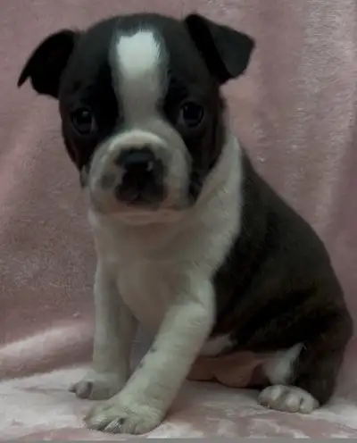 Boston Terrier Puppies, View more
