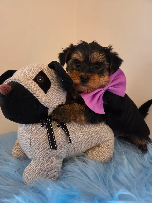 ♡♡Wow  magnifiques  morki ♡♡ in Dogs & Puppies for Rehoming in Laurentides - Image 2