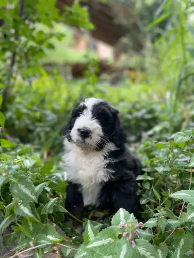F1  tri colour hypoallergenic Bernedoodle due May, View more