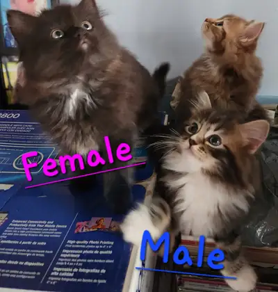 Ragdoll  kittens, Looking for their  FUREVER Home, View more