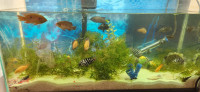 Jewel & Convict cichlids for Trade or Sale $5 each