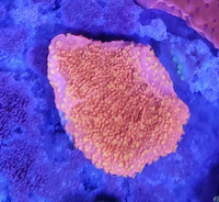 Sunburst montipora - saltwater coral frag 