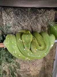 Python Vert ( Morelia viridis)