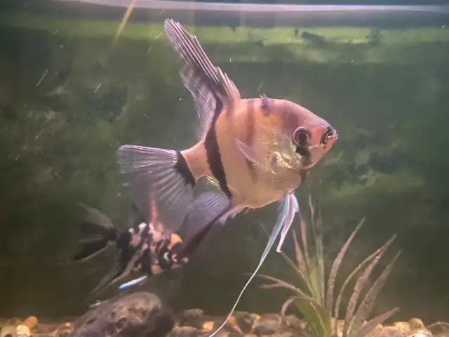 5 Angelfish (3 Males, 2 Females) – $100 for the Group | Healthy in Fish for Rehoming in London - Image 5