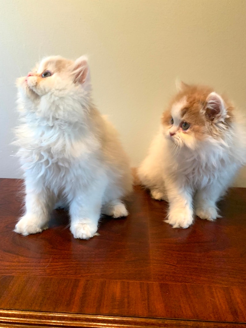 Ready 2 charming, adorable, Persian kittens Cats & Kittens for