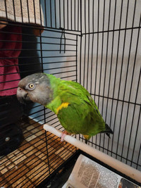 Senegal talking parrot