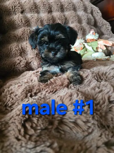 SHORKIE PUPPIES (yorkie, shih tzu mix), View more