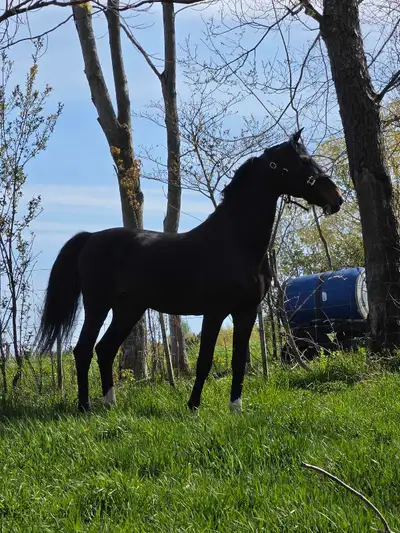 Registered Crossbred Stallion for Stud, View more