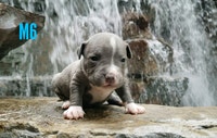 Blue Bulldog Puppies Available