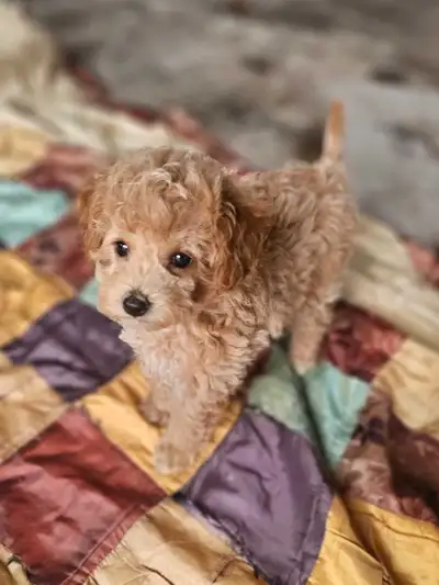Bichon toy Poodle puppies, View more