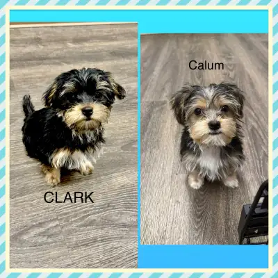 Yorkie/Biewer.. ONLY 2 Boys to go! (*See Note below), View more