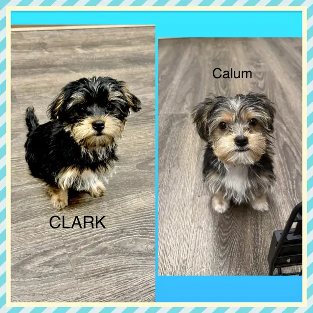 Yorkie/Biewer.. ONLY 2 Boys to go! (*See Note below) in Dogs & Puppies for Rehoming in Hamilton - Image 4