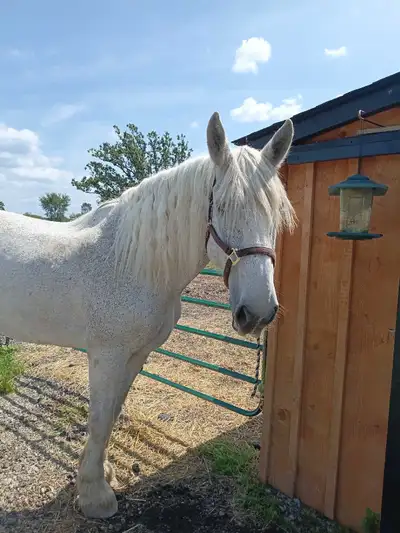 Percheron/Friesan Mare, View more