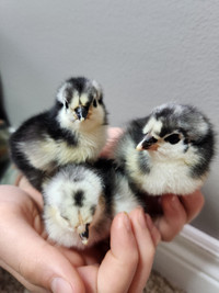 Pure Bred Australorp Chicks