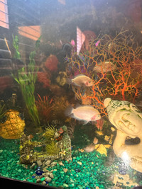 Convict Cichlids Fish For Sale! Need to rehome them asap!