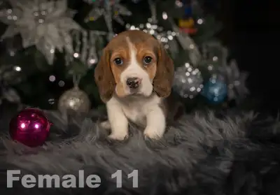 Beagle Puppies, View more
