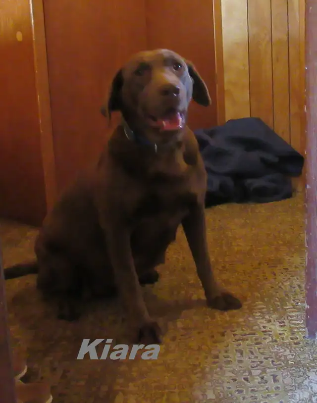 Chocolate Labrador Retriever in Dogs & Puppies for Rehoming in Woodstock - Image 6