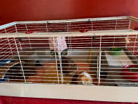 Two female Guinea pigs, 2 years old