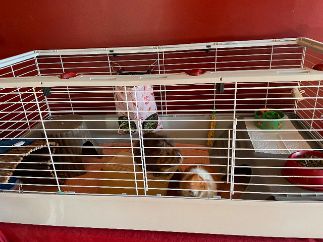 Two female Guinea pigs, 2 years old in Small Animals for Rehoming in Sault Ste. Marie