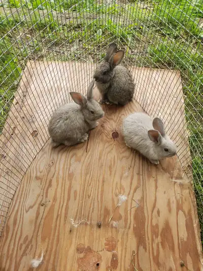 Bunnys for sale, View more