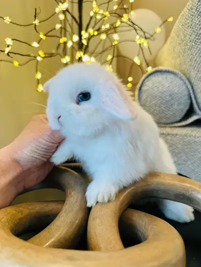 Lapin nain ( bélier hollandais-femelle) ❤️❤️❤️, View more