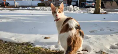chatte d'Espagne/calico croisée norvégienne diluée, View more