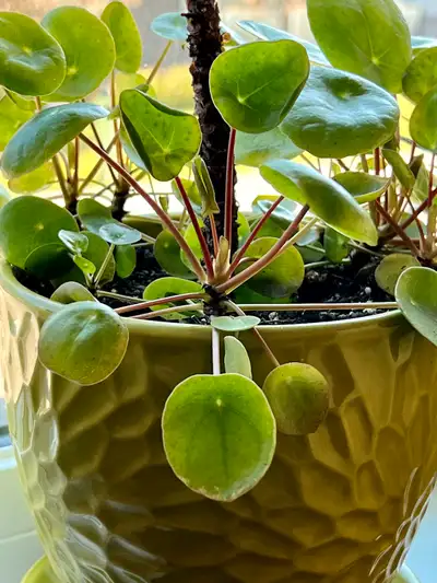 $5 each pup. Healthy and easy to take care of plants